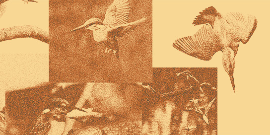 works_birdmatchcutanimation